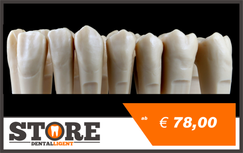 Product image of the product “OK teeth in a set of 14 pcs. for DEMO-MODEL S1 ”