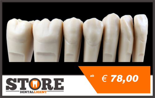 Product image of the product “UK teeth in a set of 14 pcs. for DEMO-MODEL S2 ”