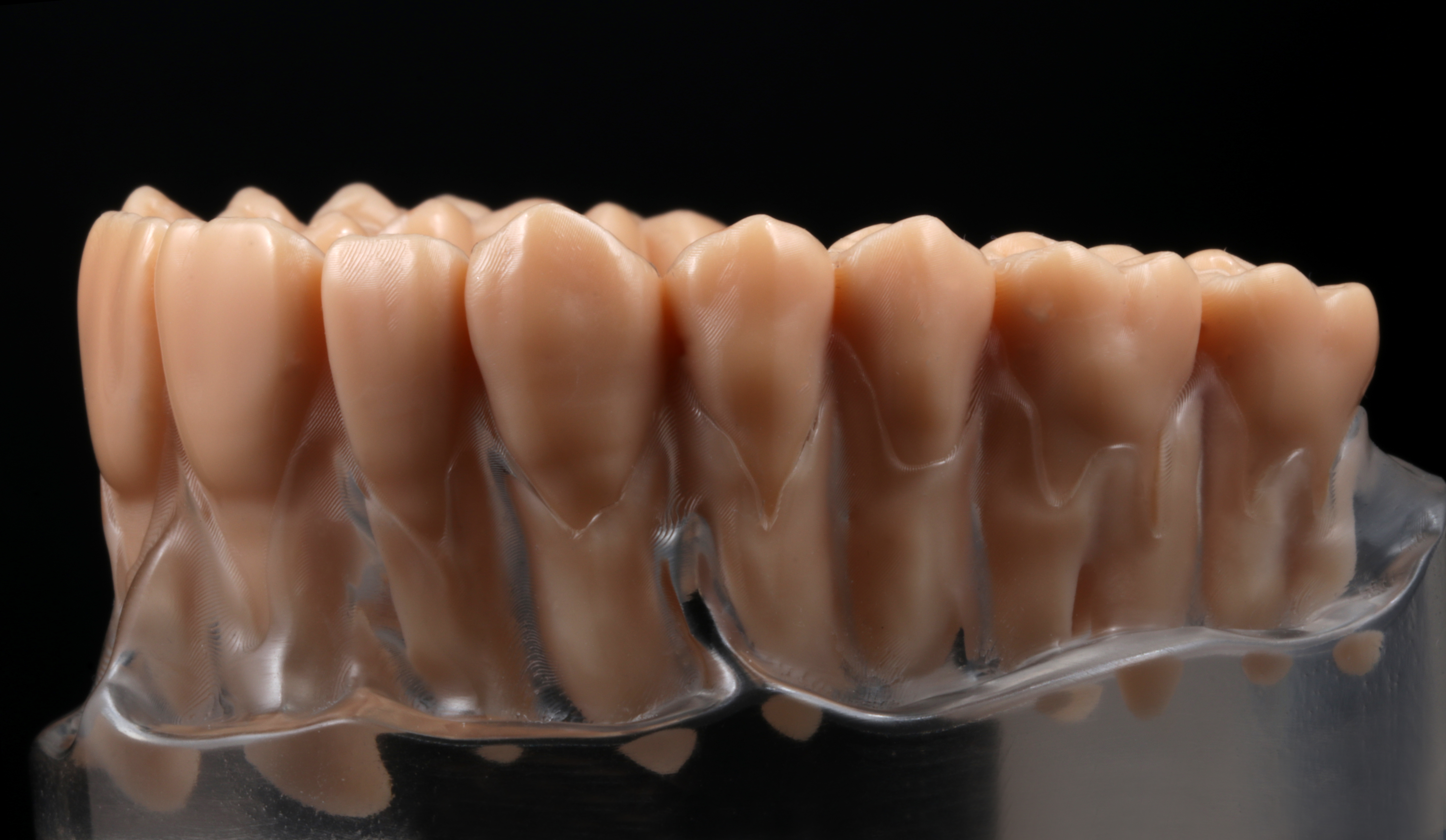 Product image 2 of the product “upper jaw model with root teeth in a clear acrylic base ”