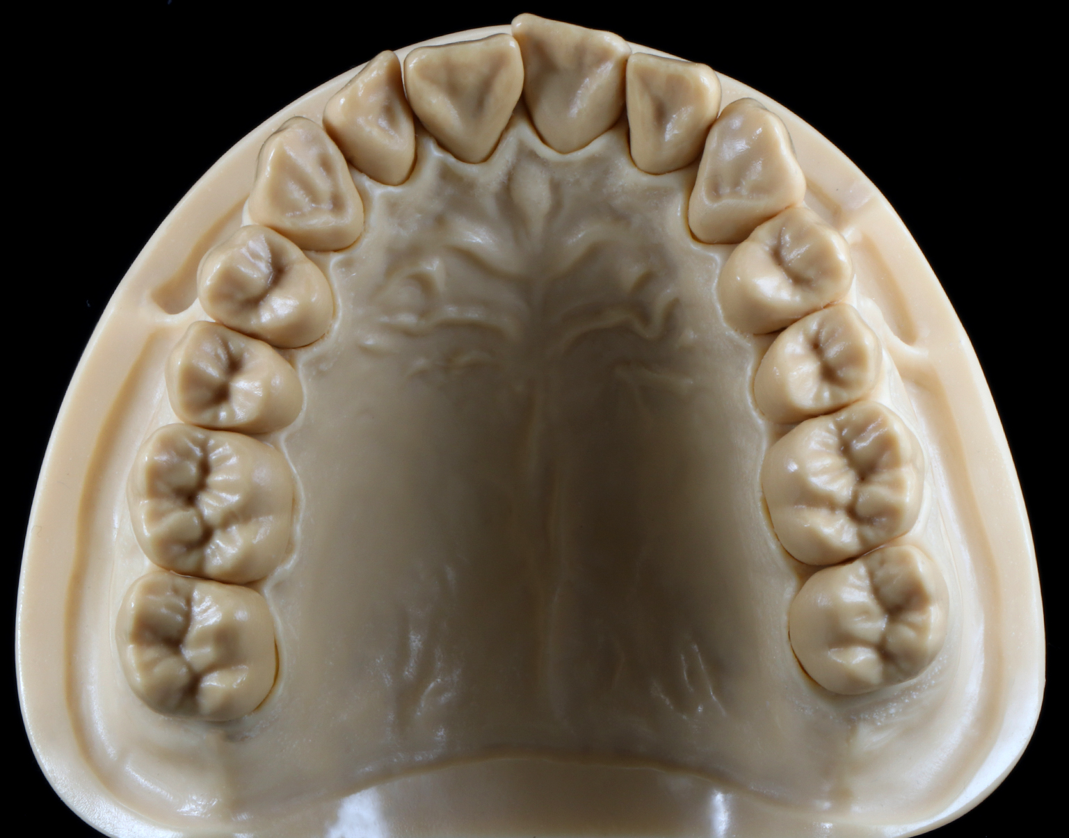 Artikelbild 3 des Artikels “DEMO Modell S-1- OK mit 14 anatomischen, herausnehmbaren Zähnen Grey | A2-A3“