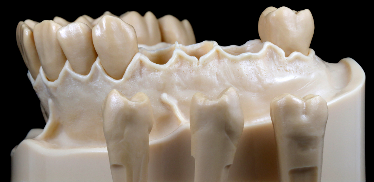 Artikelbild 4 des Artikels “DEMO Modell S-1- OK mit 14 anatomischen, herausnehmbaren Zähnen Grey | A2-A3“